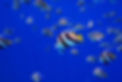 Scuba diving Zanzibar coral reef with lionfish marine life southeast coast