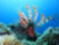 Scuba diving Zanzibar coral reef with lionfish marine life southeast coast
