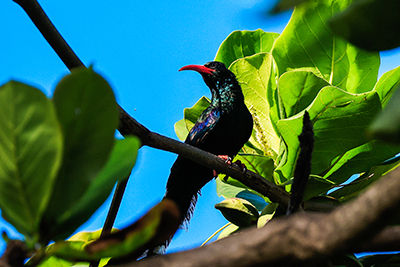 pájaro tropical