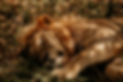 Serengeti lion Tanzania safari combined with Zanzibar snorkeling and beach holiday package