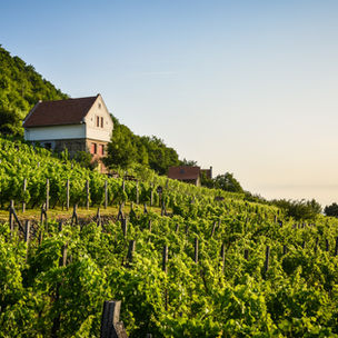 Propuestas de enoturismo: catas, visitas, arte, literatura, vinoterapia...