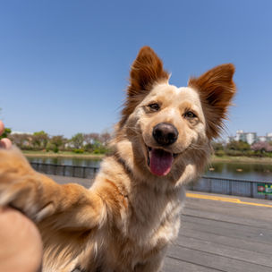 En el mes del amor conoce los beneficios de los animales para nuestra salud emocional