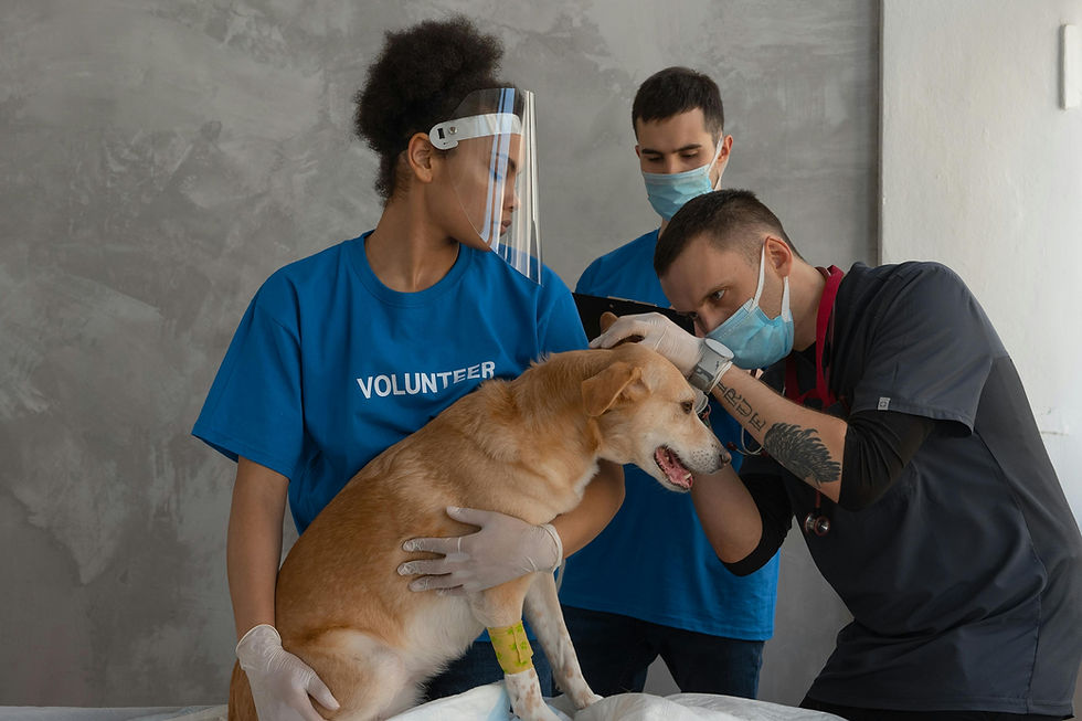 How Low-Cost Veterinary Services Can Help Reduce Animal Surrenders