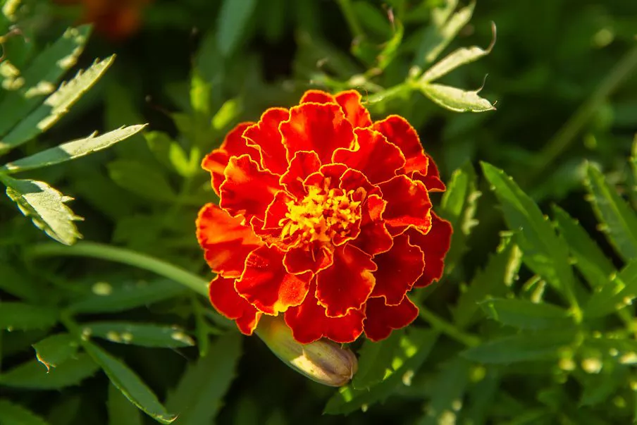 marigold orange.webp