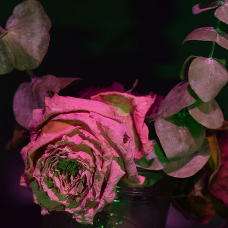 Pink Rose