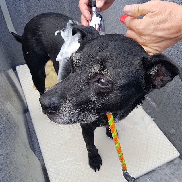 Gold Coast Pet Resorts Currumbin Arundel Dog and Cat Boarding