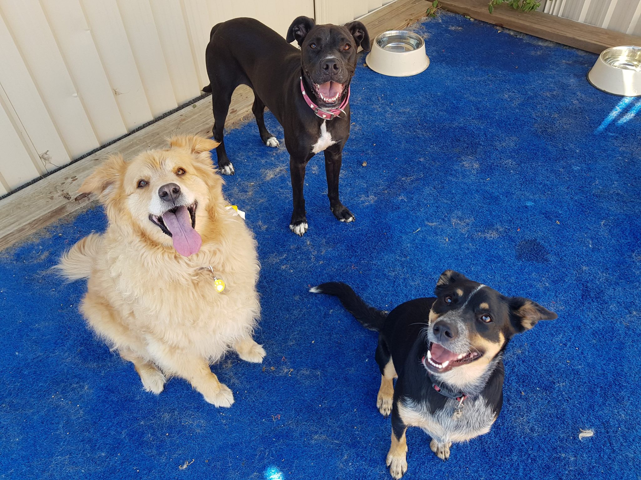 Gold Coast Pet Resorts Currumbin Arundel Dog and Cat Boarding