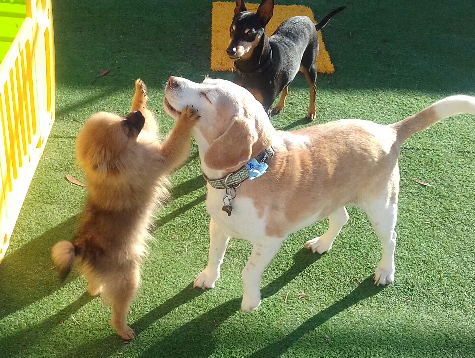 Gold Coast Pet Resorts Currumbin Arundel Dog and Cat Boarding