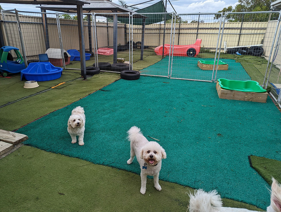 Facilities Gold Coast Pet Resor