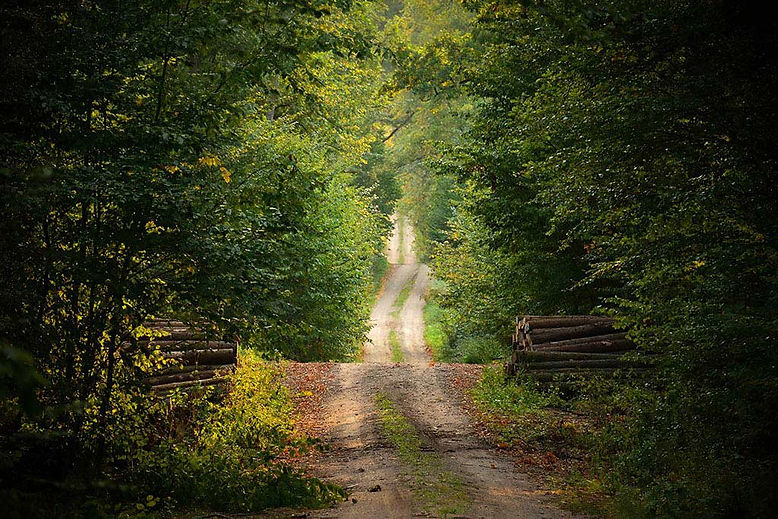 witw-forest2-2.jpg