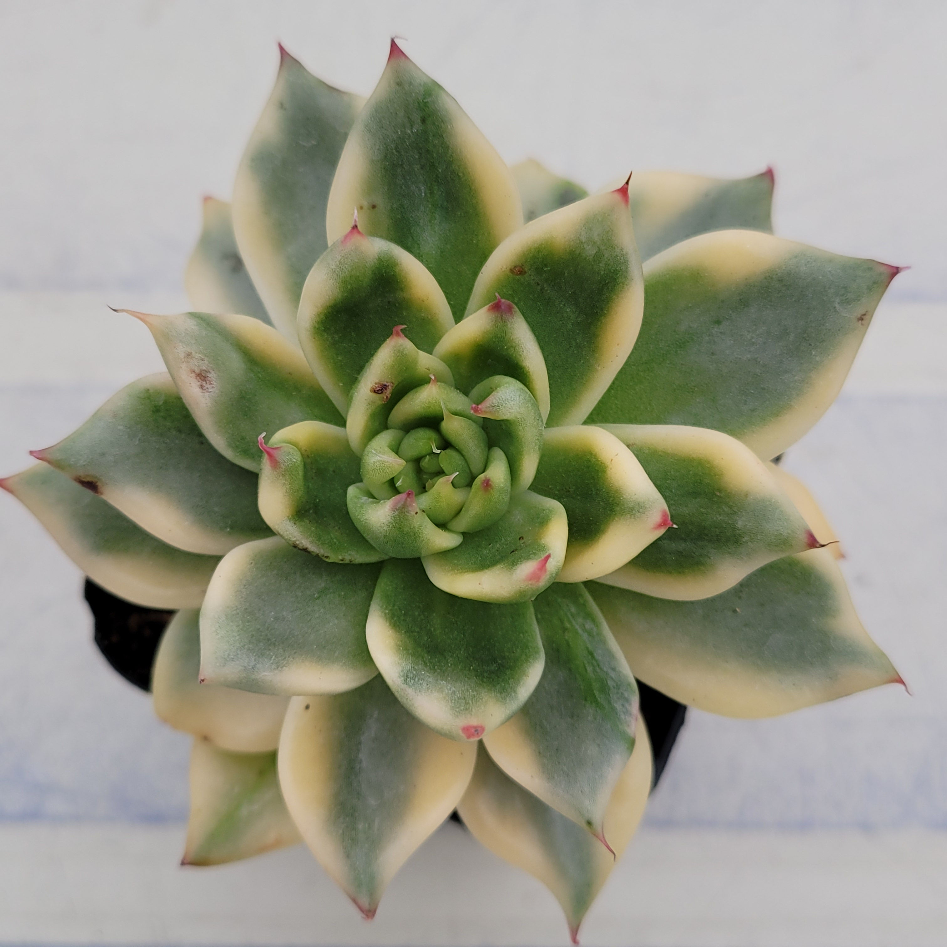 Echeveria Agavoides Gohonjin variegated 