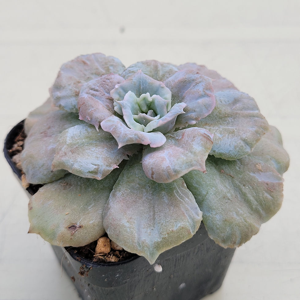 Thumbnail: Echeveria Red Marvel variegated 