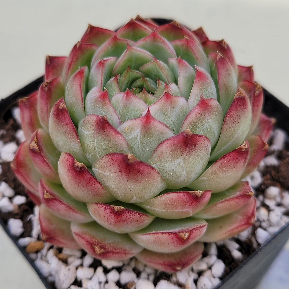 Thumbnail: Echeveria Marionette 