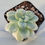 Thumbnail: Graptopetalum Ellen variegated 