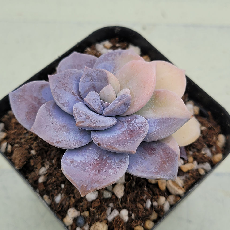 Thumbnail: Graptopetalum Pentandrum Superbum variegated 
