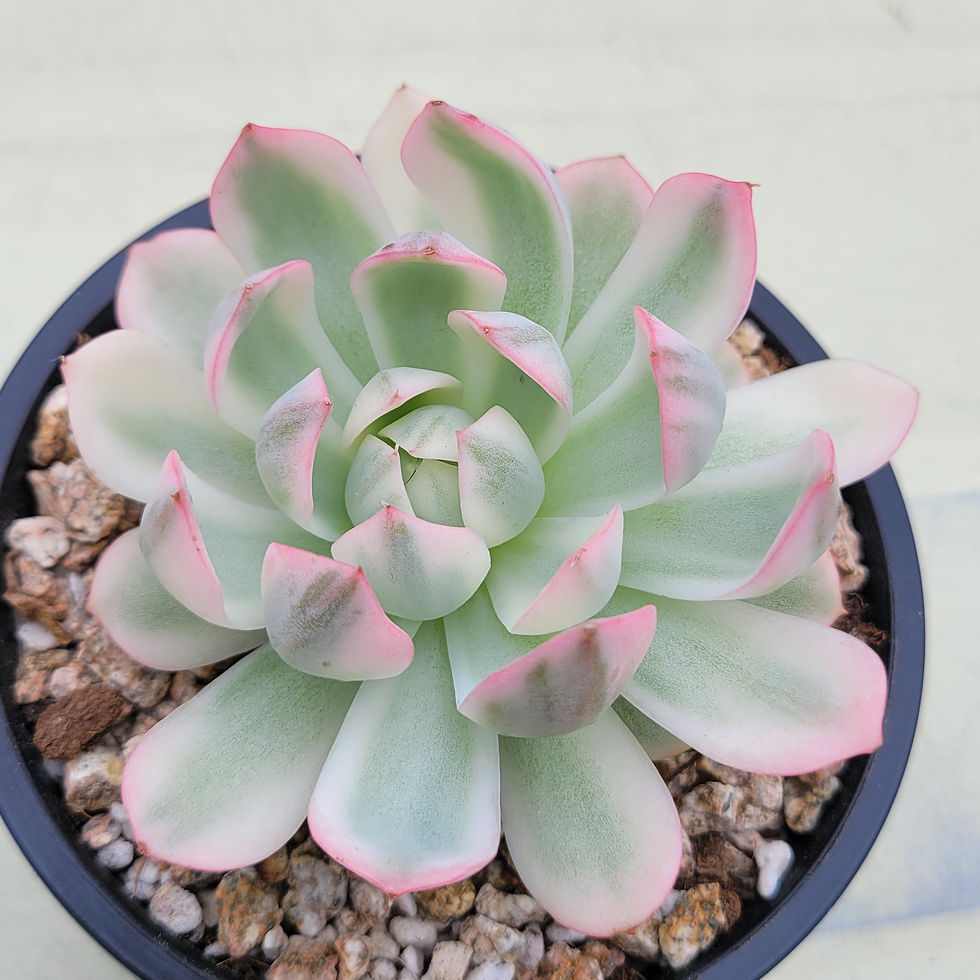 Thumbnail: Echeveria Pink Crystal variegated 