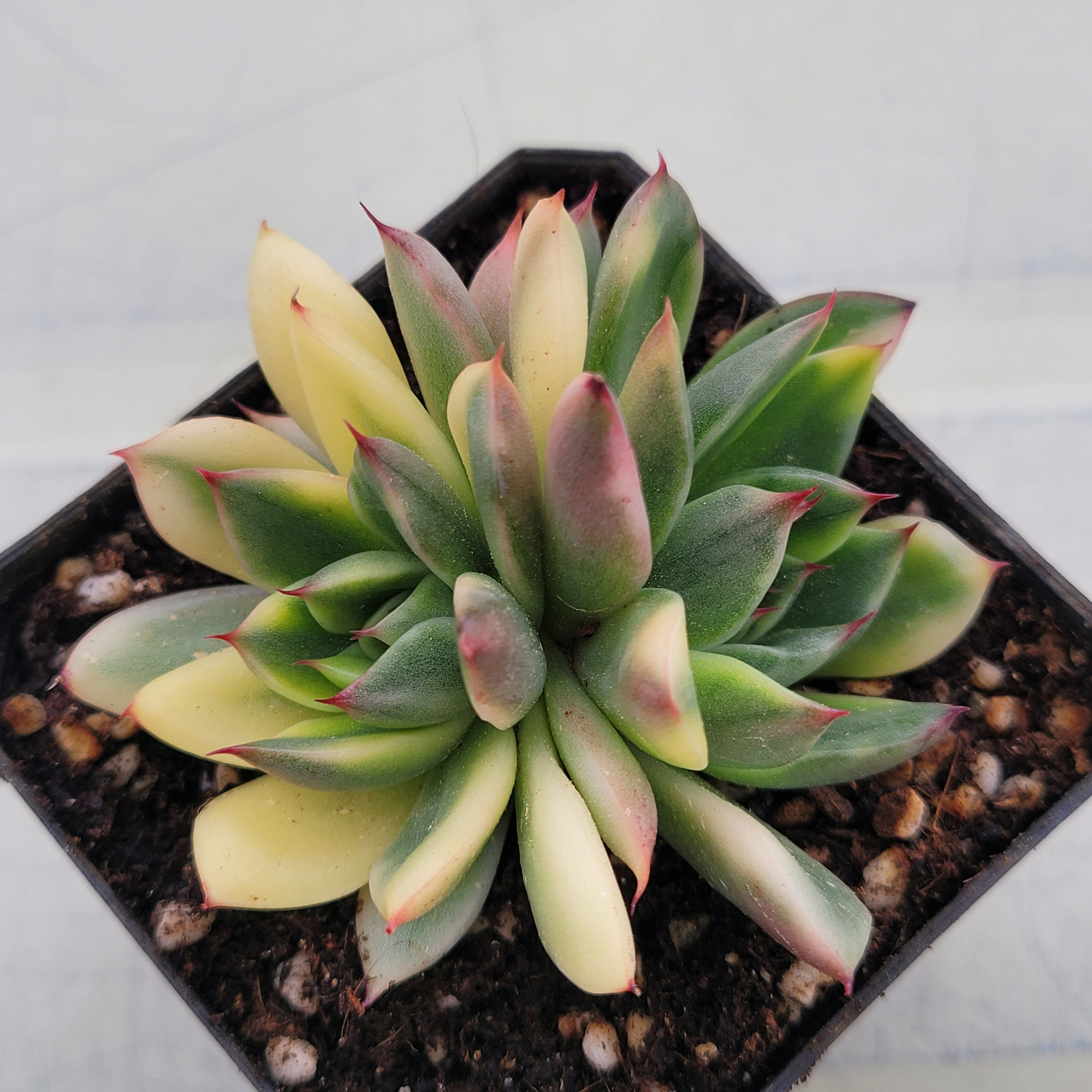 Echeveria Agavoides Christmas variegated 