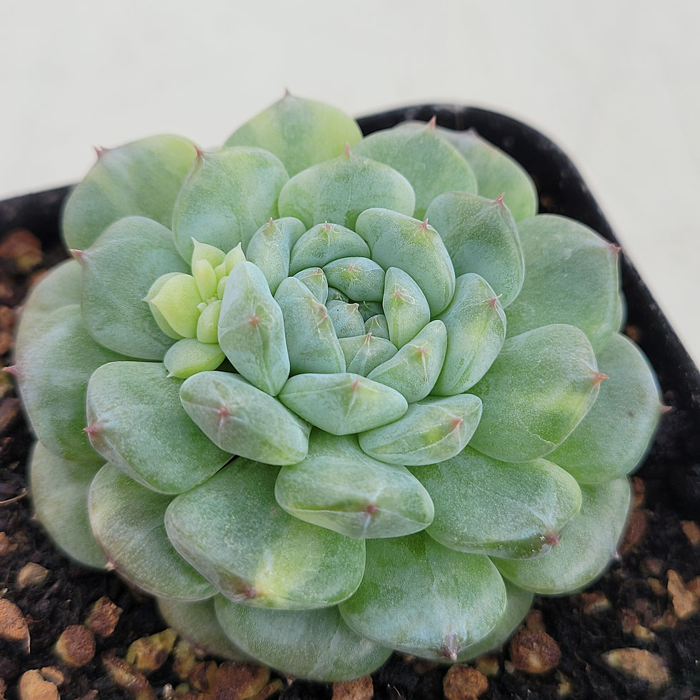 Thumbnail: Echeveria White Palm variegated 