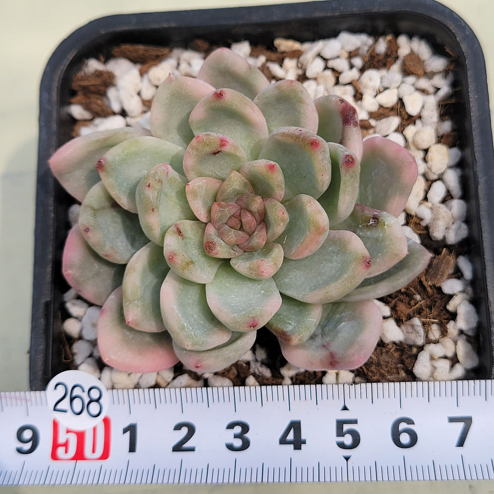 Thumbnail: Echeveria Pink Osaka variegated 