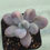 Thumbnail: Graptopertalum Amethystinum variegated 