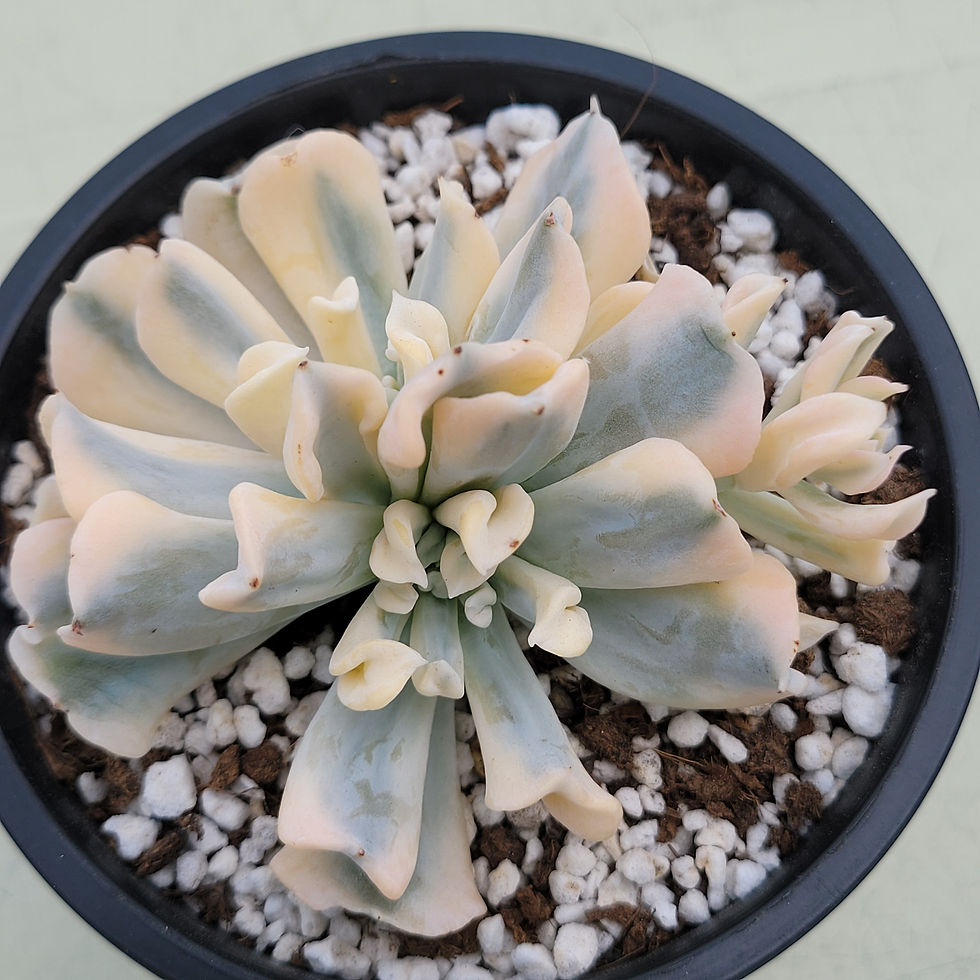 Thumbnail: Echeveria White Angel variegated 
