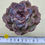 Thumbnail: Echeveria Purple Odette 