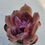 Thumbnail: Echeveria Nia 