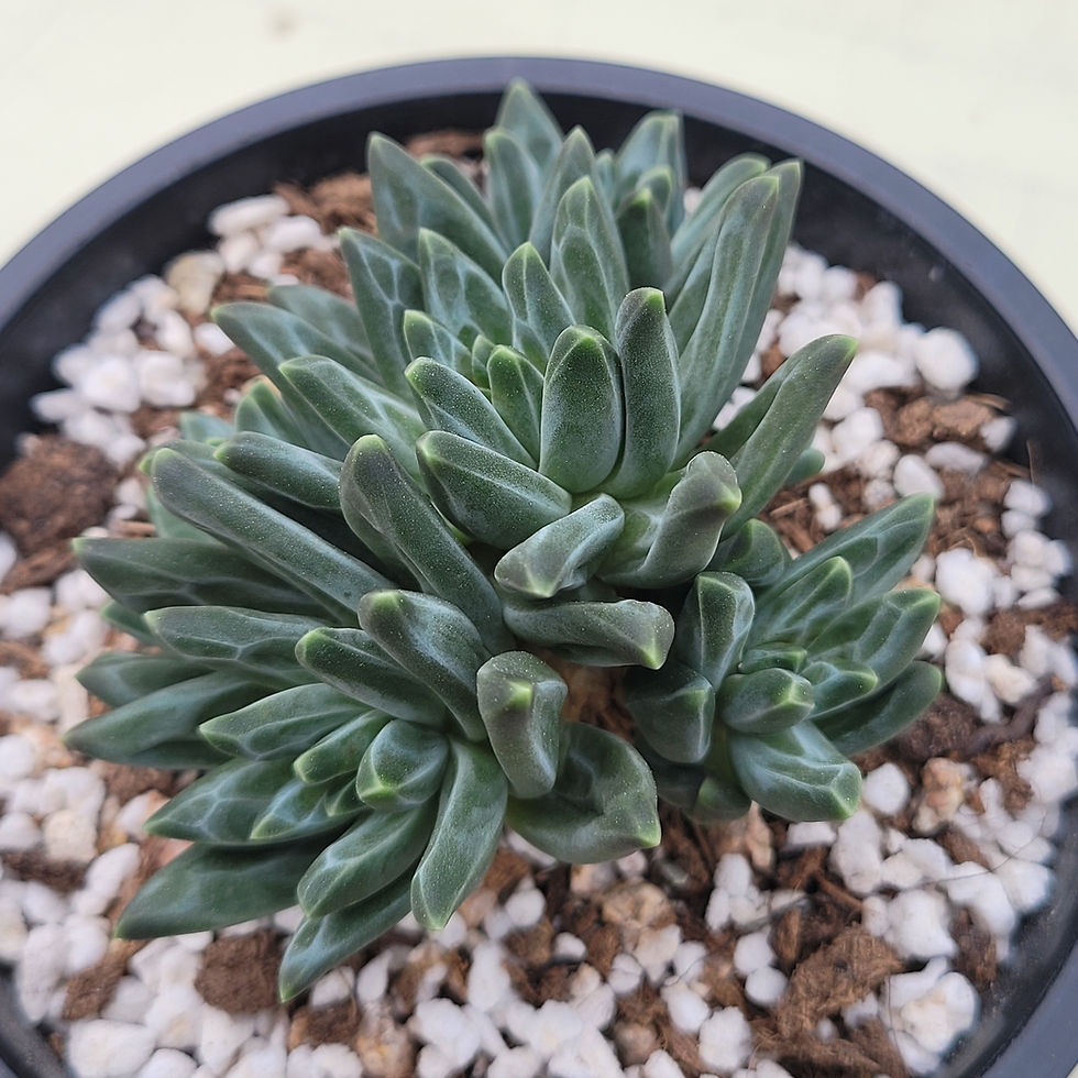 Thumbnail: Pachyphytum Icarus 
