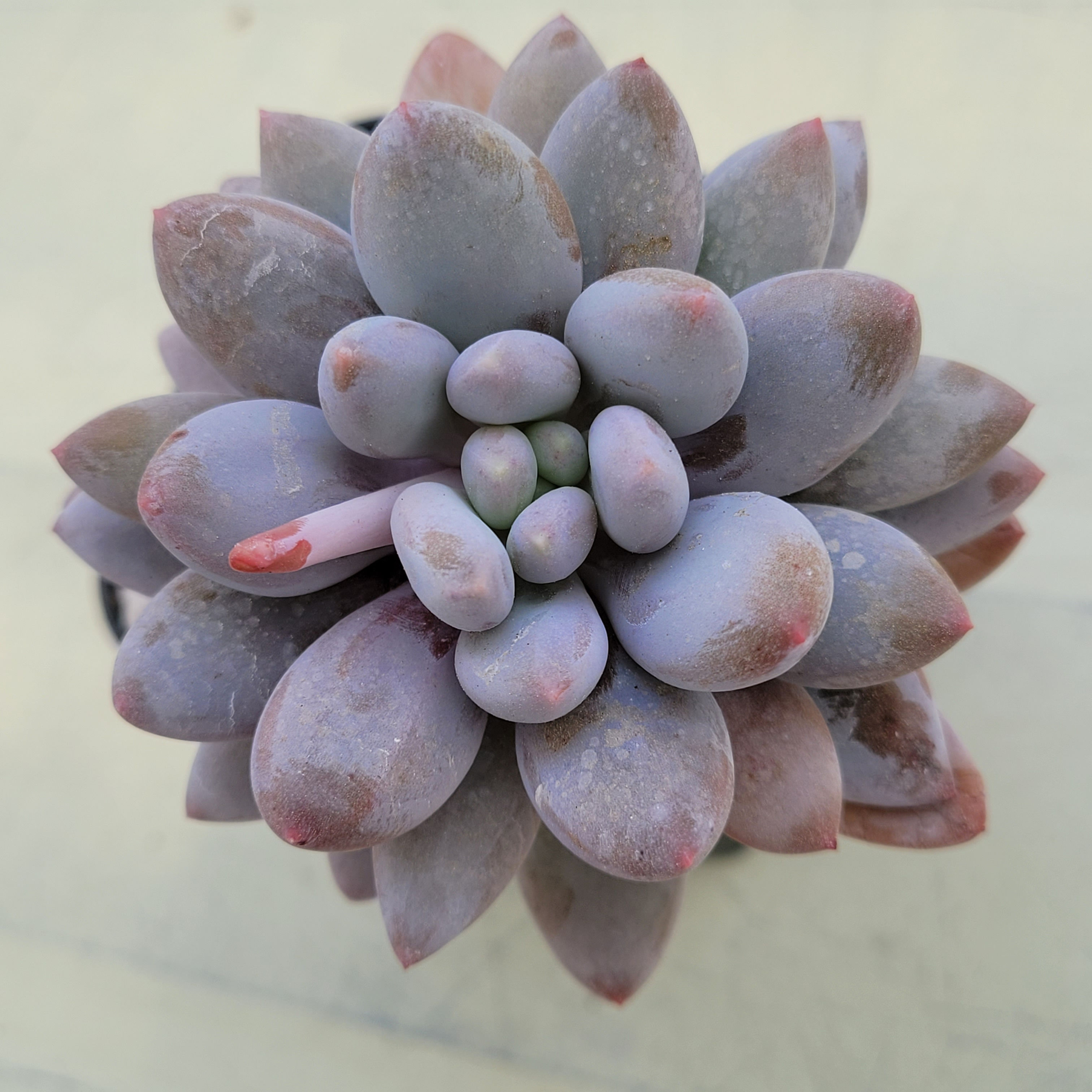 Pachyphytum Racoon Venus 