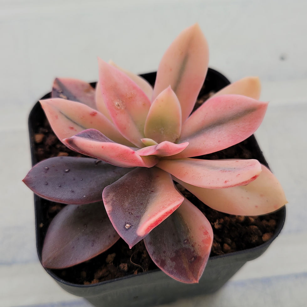 Thumbnail: Echeveria cv Hanaikada variegated 