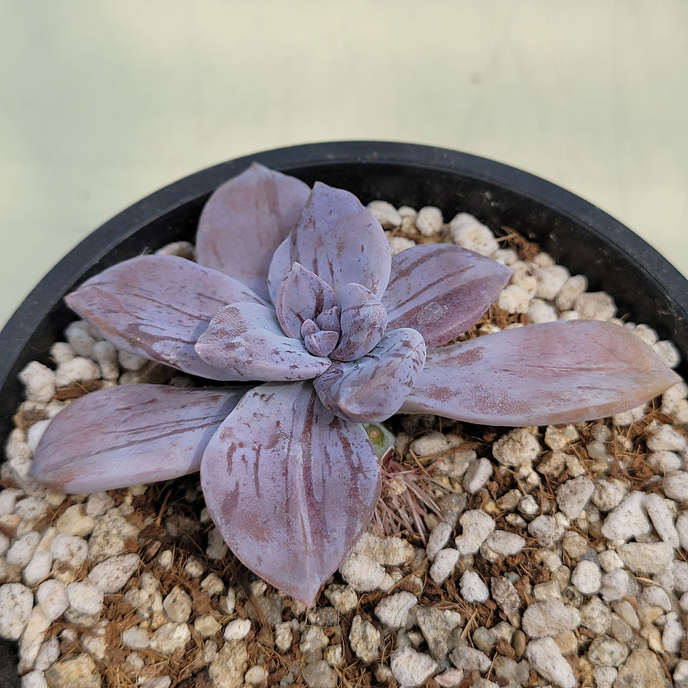 Thumbnail: Graptopetalum Pentandrum Sophia variegated 