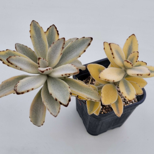 Kalanchoe tomentosa moon rabbit variegated Korean Succulents