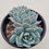 Thumbnail: Echeveria Celeste 