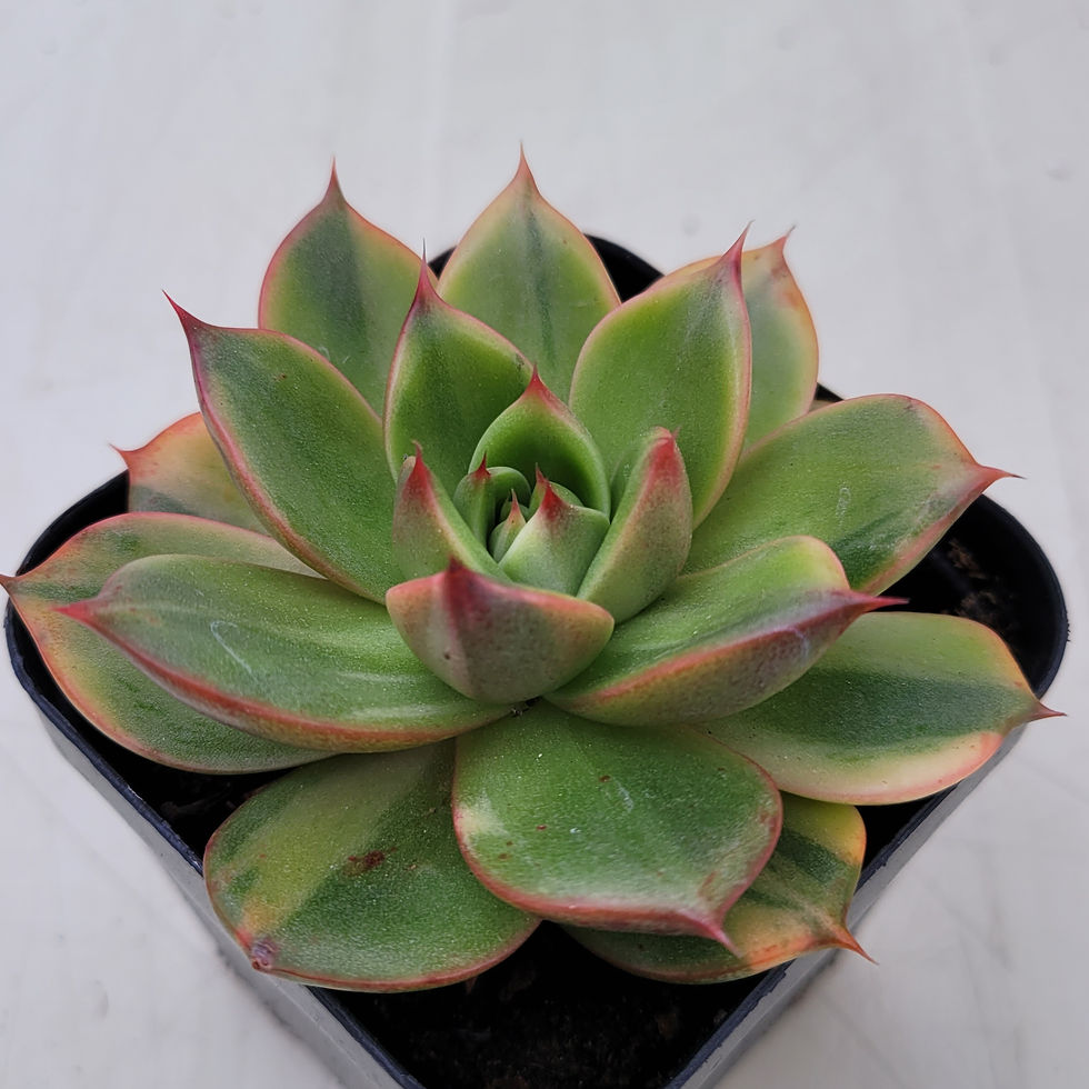 Thumbnail: Echeveria Leopard variegated 