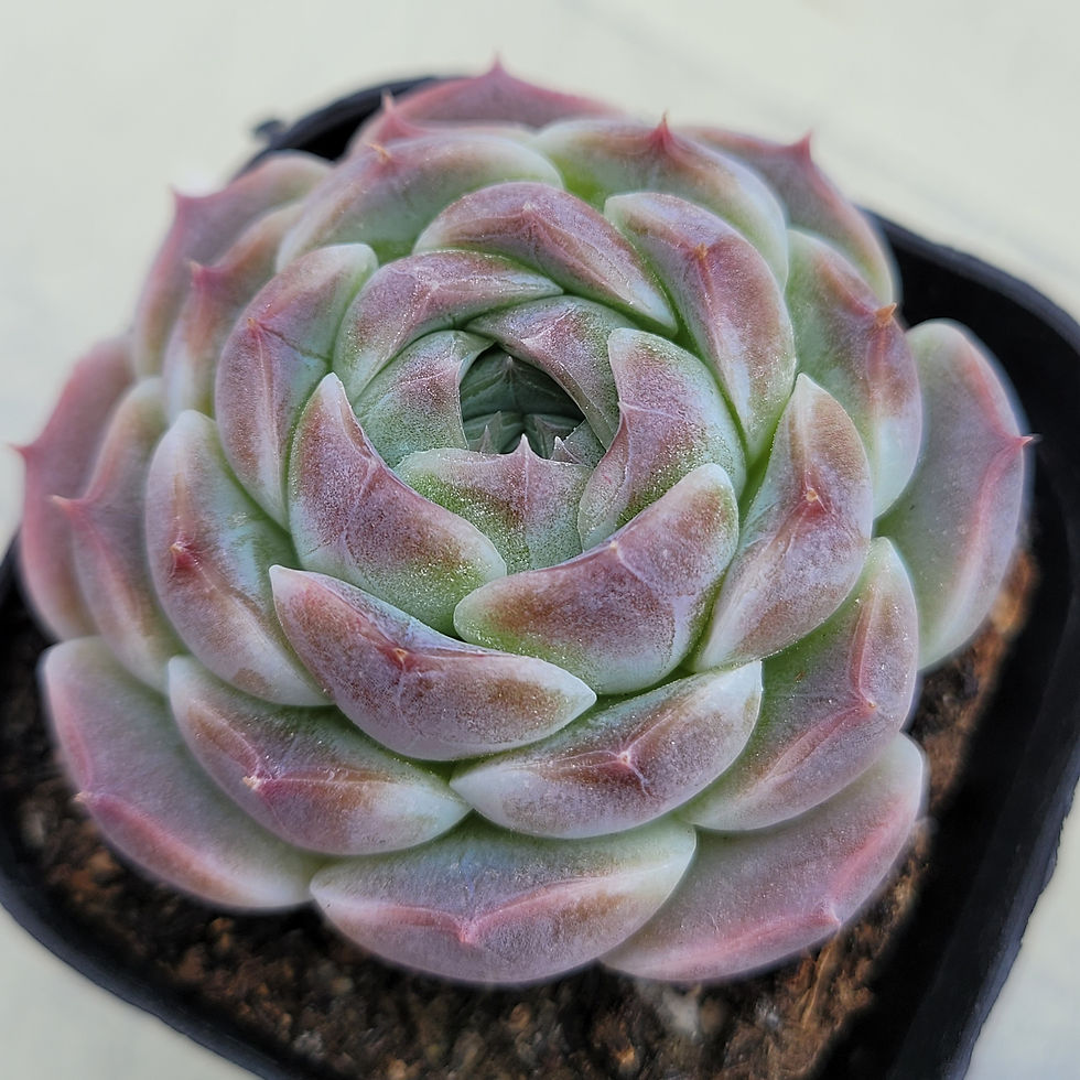 Thumbnail: Echeveria Diibeul 