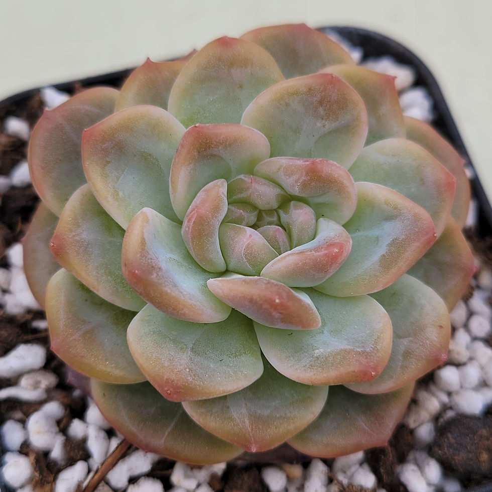 Thumbnail: Echeveria Sweet Potato 