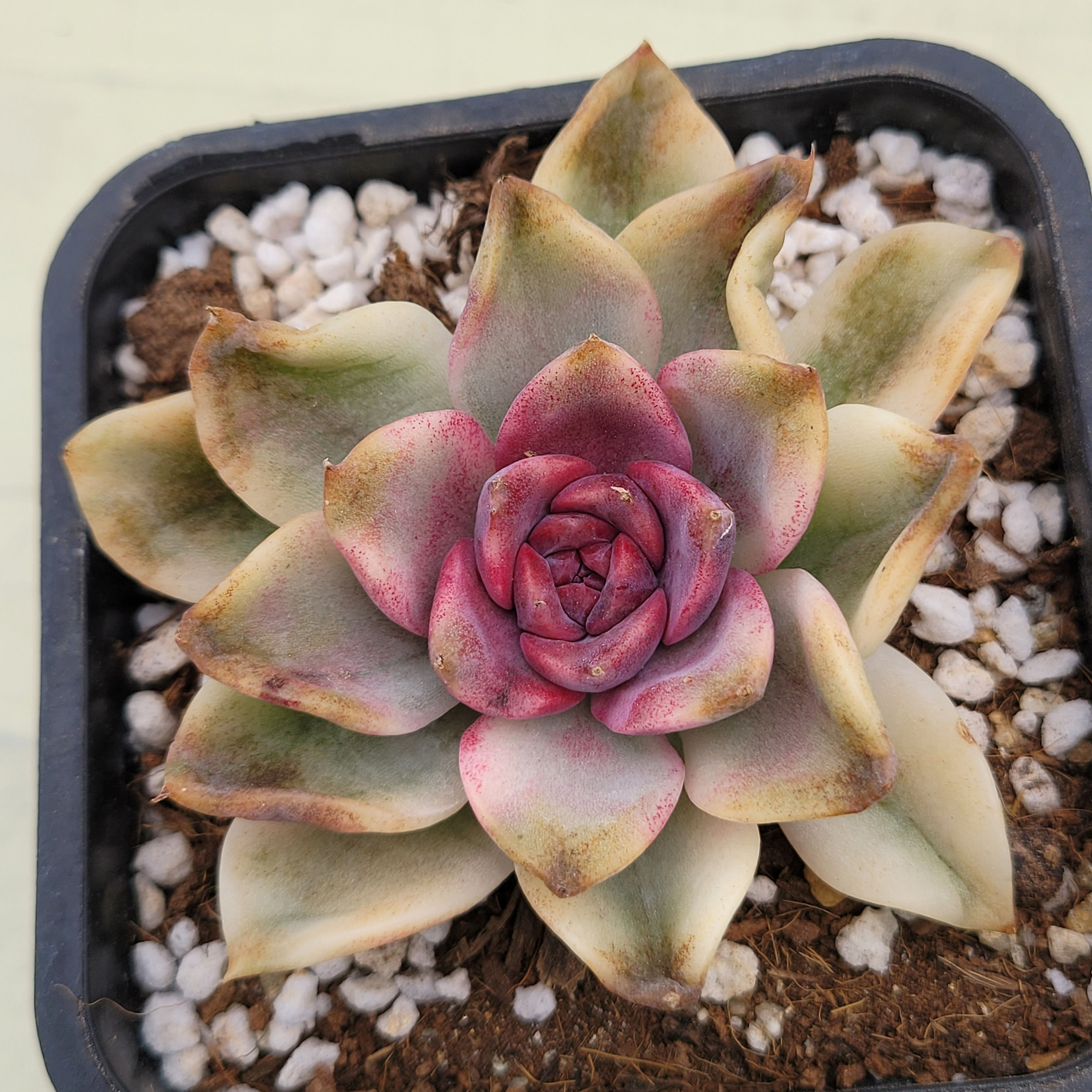Echeveria Crazy Lavender variegated 