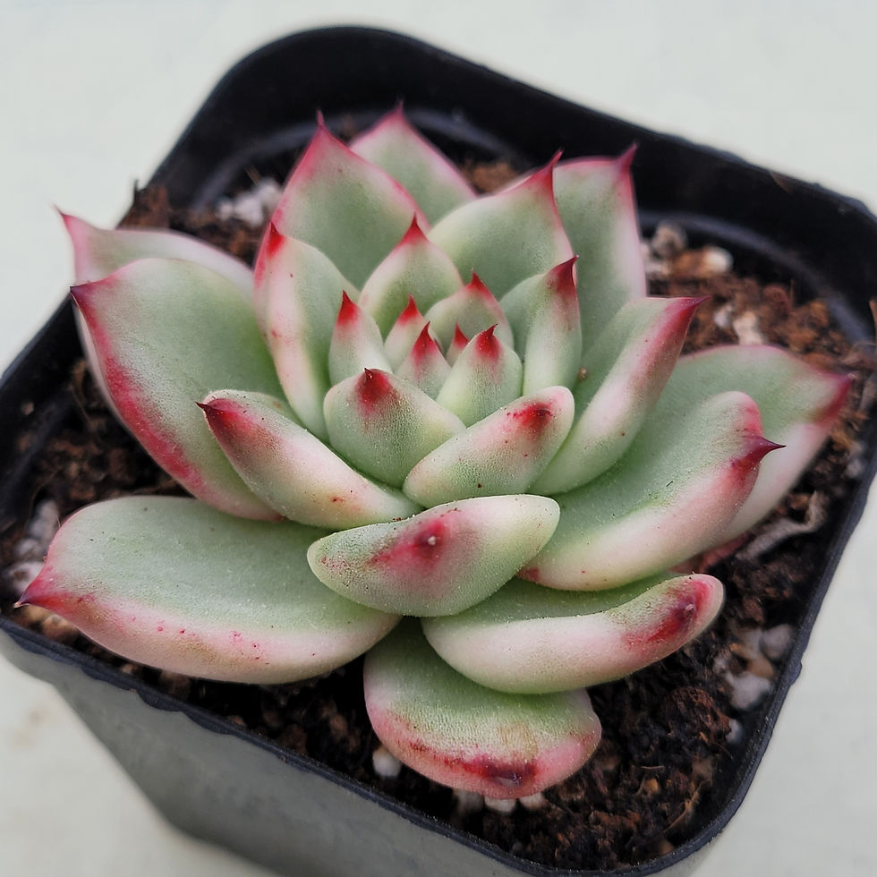 Thumbnail: Echeveria Agavoides Amestro variegated 