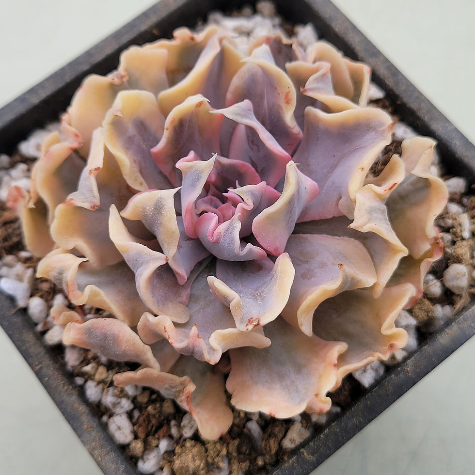 Thumbnail: Echeveria Saffron variegated 