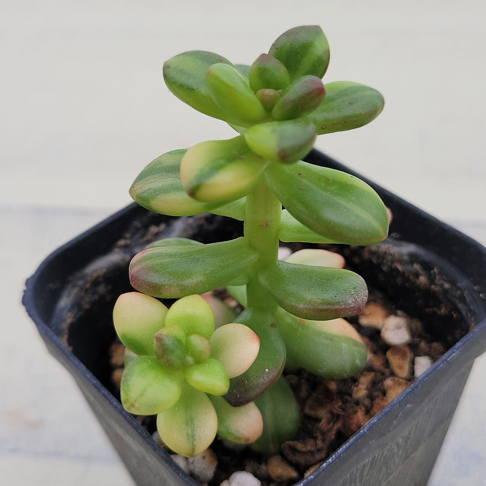 Thumbnail: Sedum Lucidum Obesum variegated 