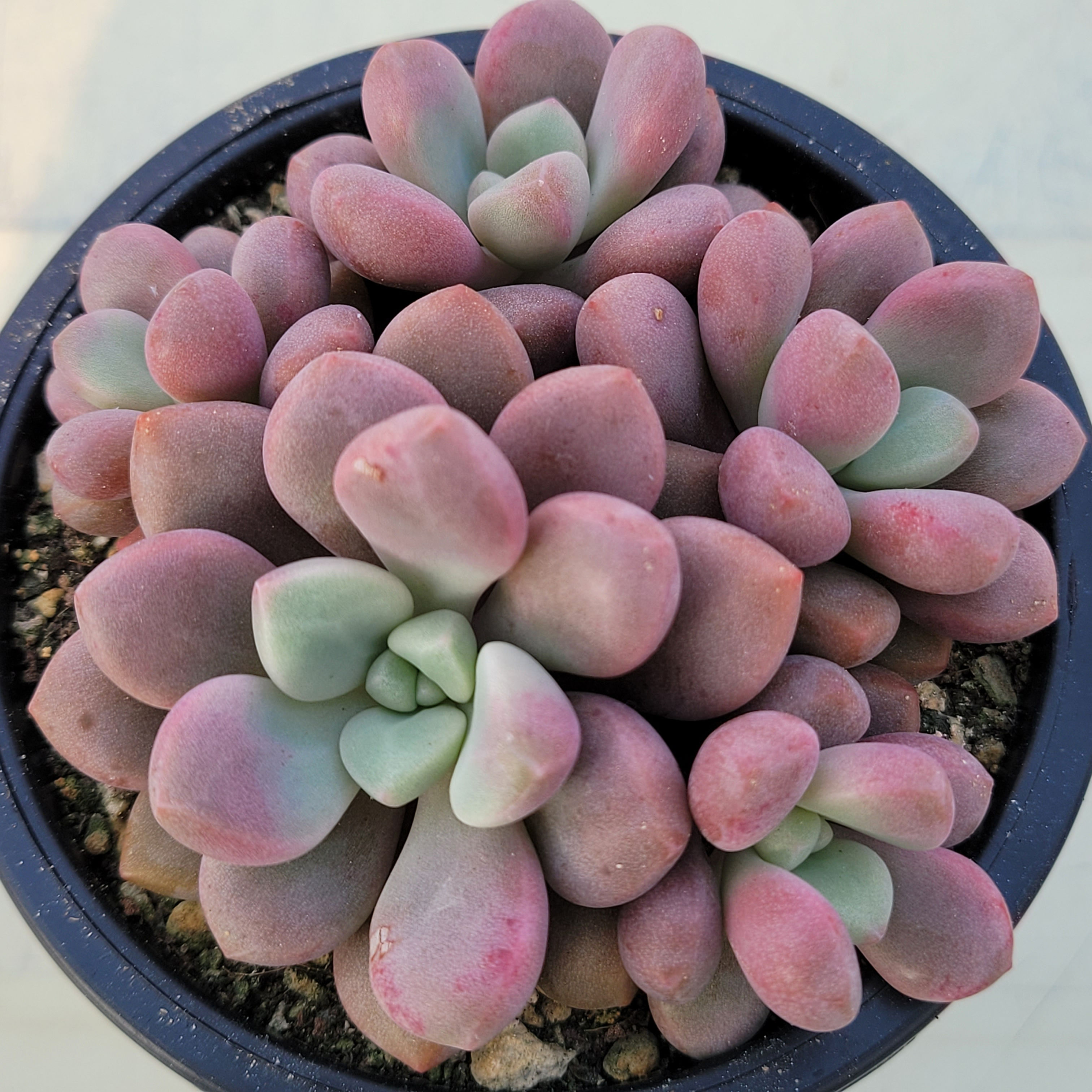 Echeveria Polari heart 