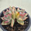 Thumbnail: Echeveria Agavoides Maria variegated 
