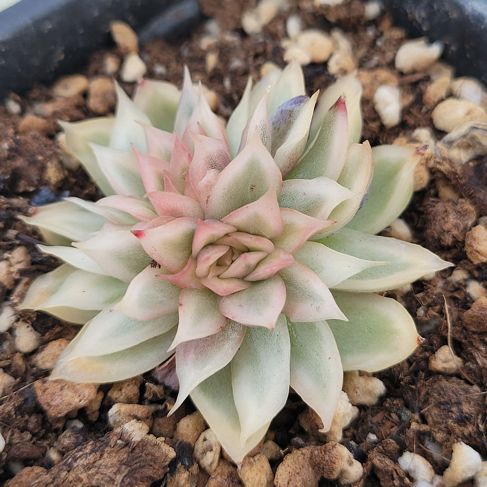 Thumbnail: Echeveria Red Sandwich variegated 