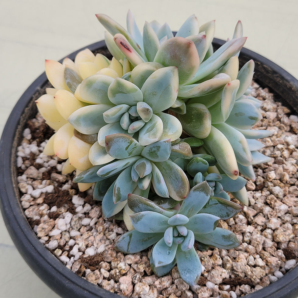Thumbnail: Echeveria Orange Monroe variegated 