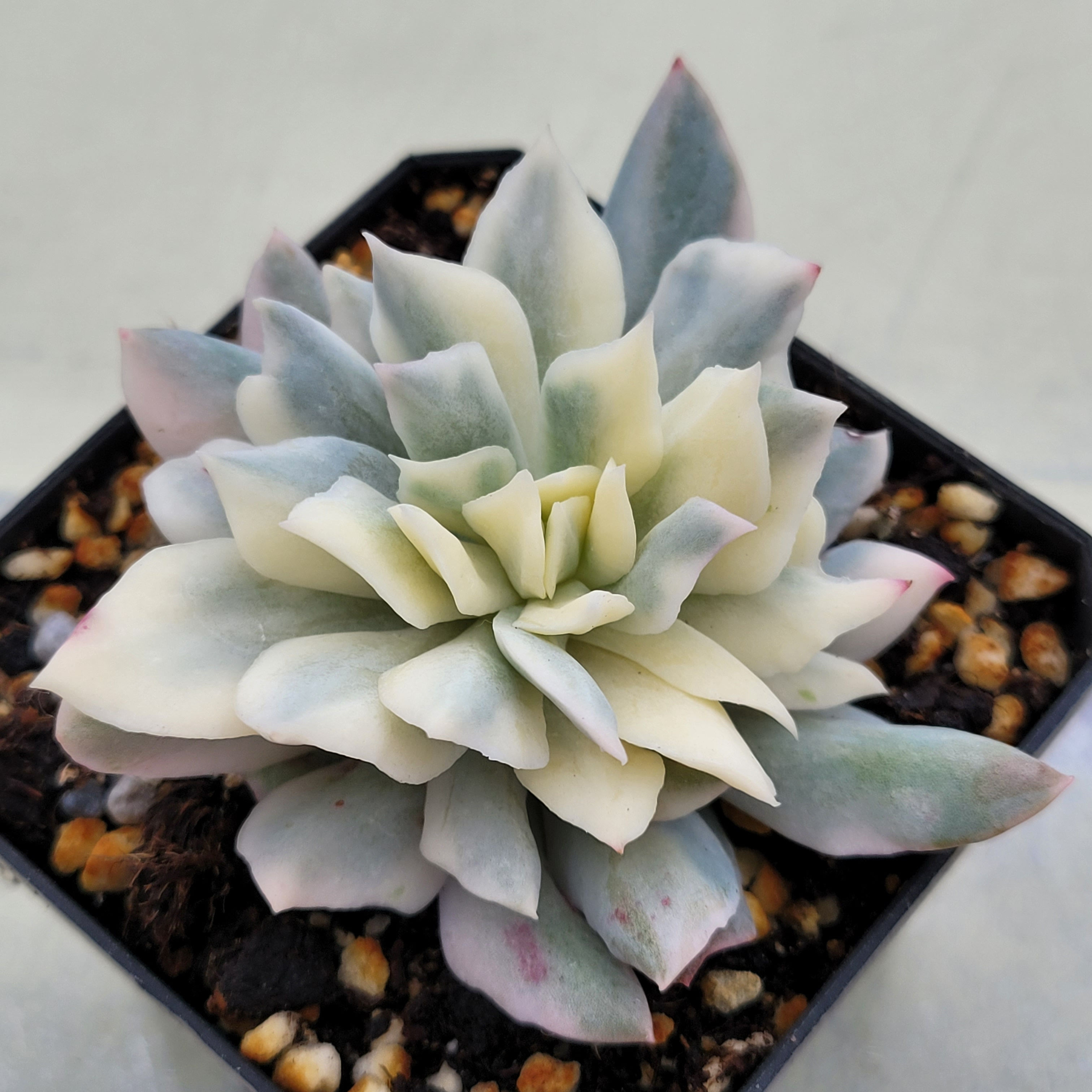 Echeveria Bradburiana variegated 