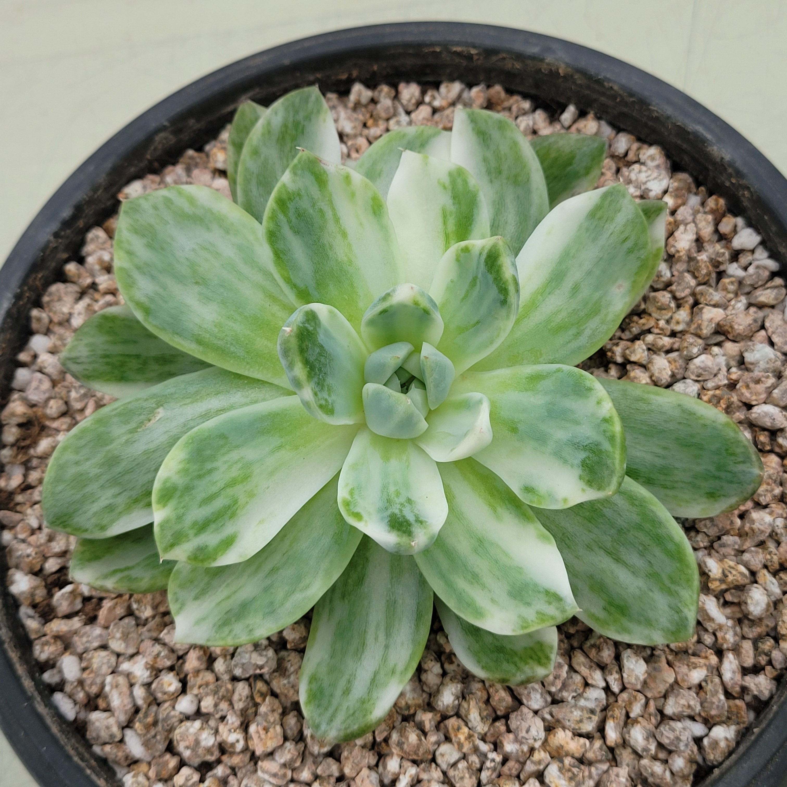 Echeveria Alba King variegated 