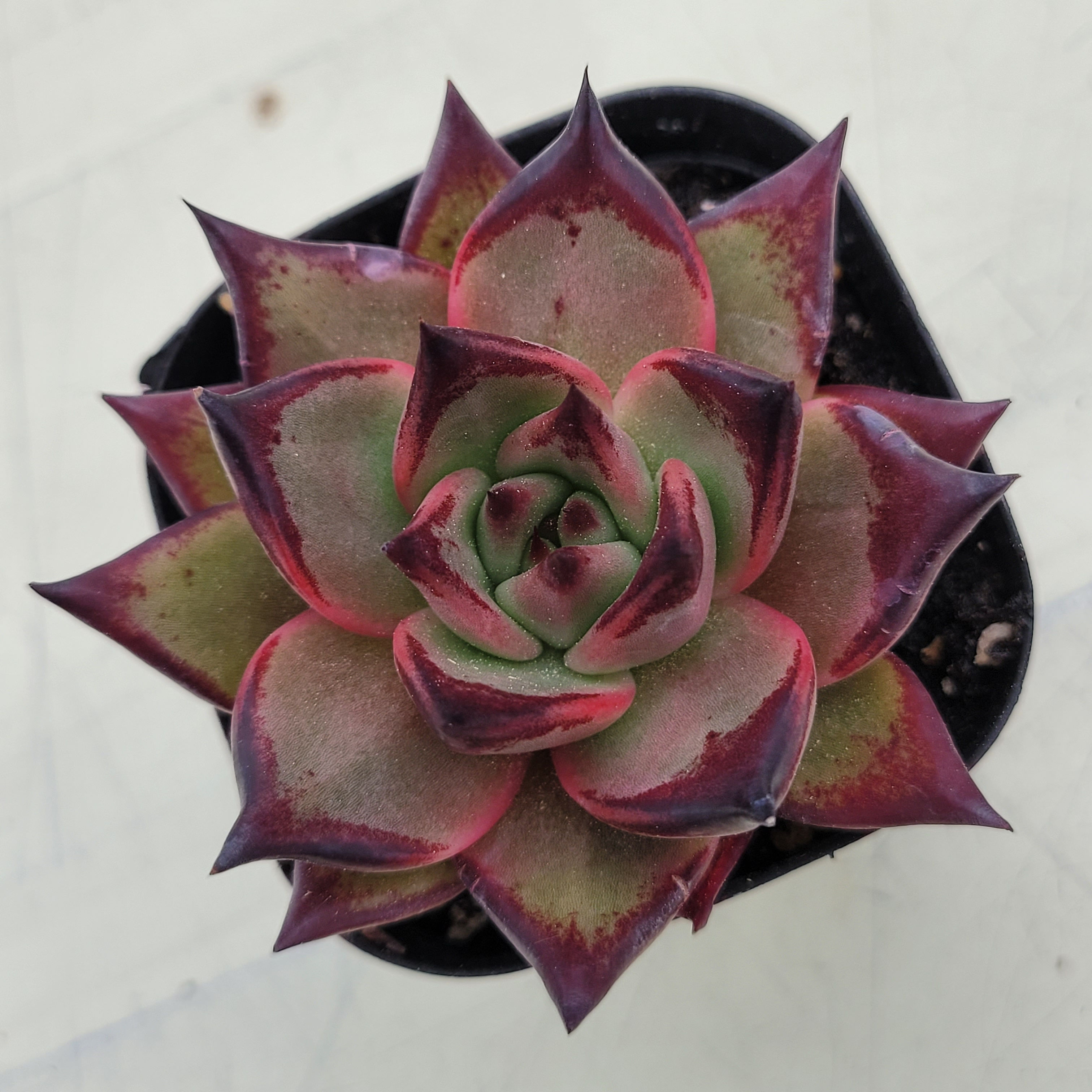 Echeveria Agavoides Ebony 