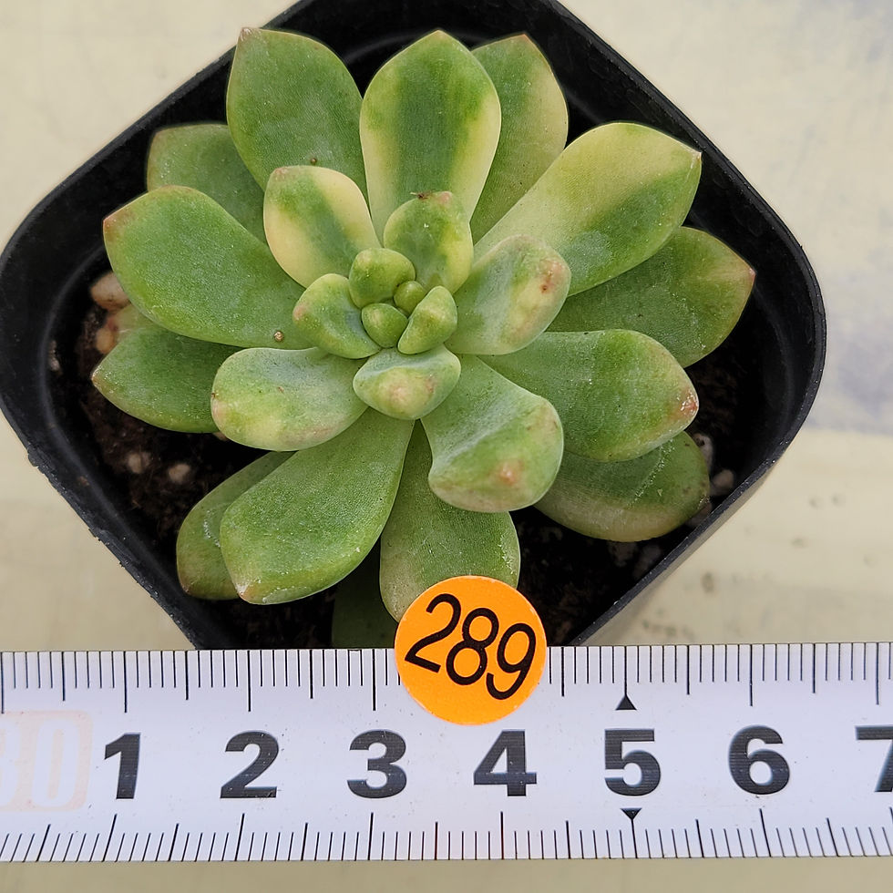 Thumbnail: Pachyveria cv Paradoxa variegated 