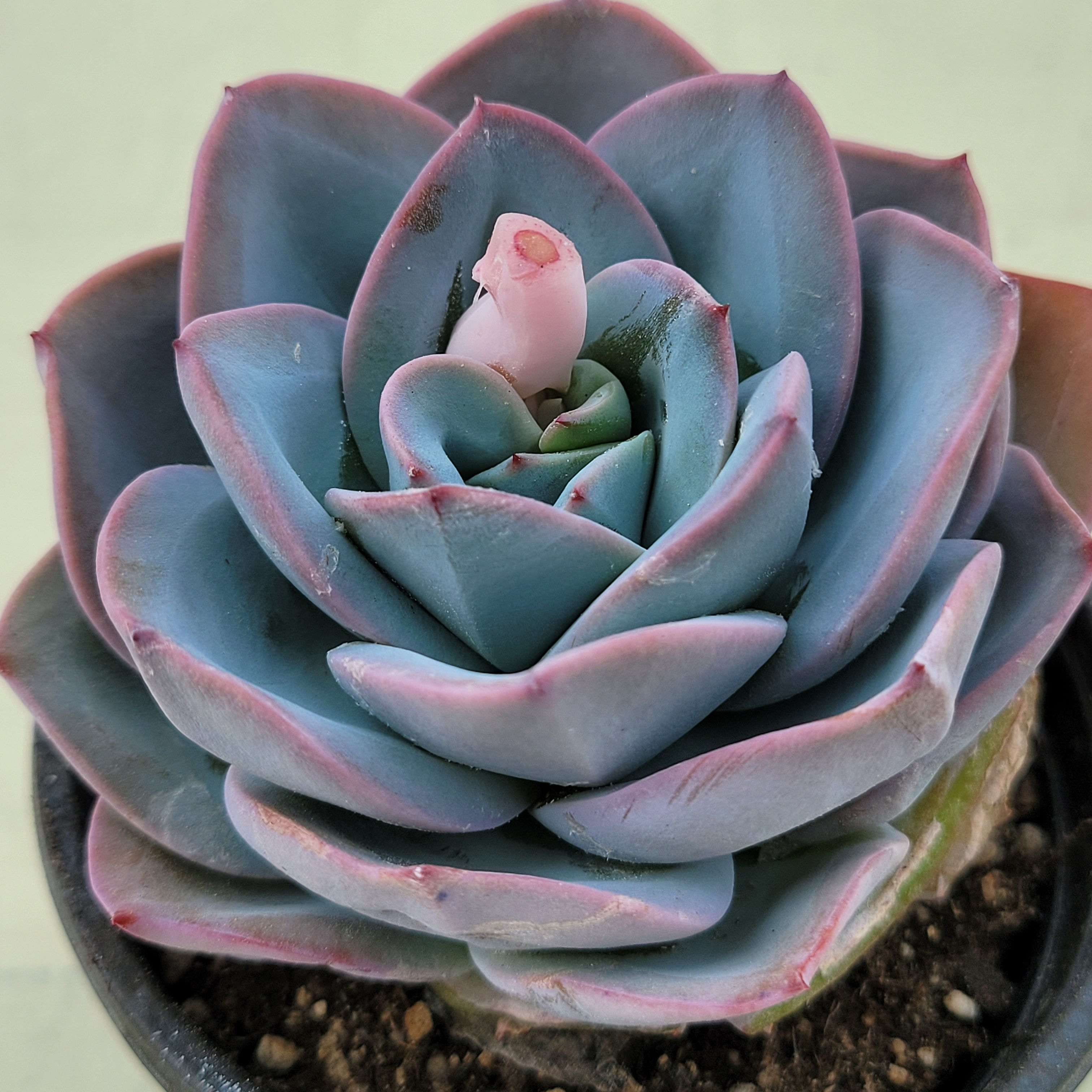 Echeveria Brinkles Blue 