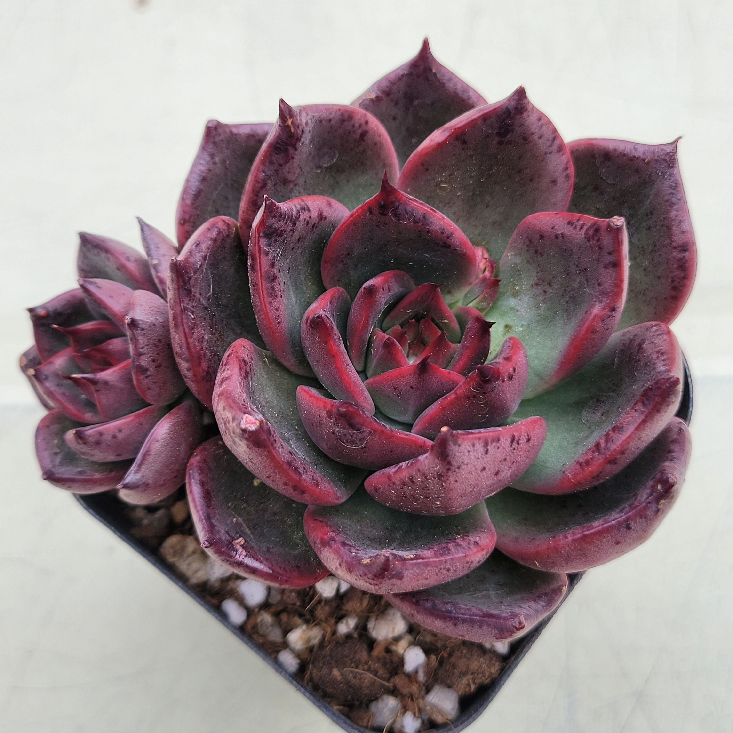 Echeveria Raison 